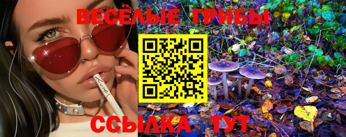 Галлюциногенные грибы Psilocybine cubensis Кингисепп