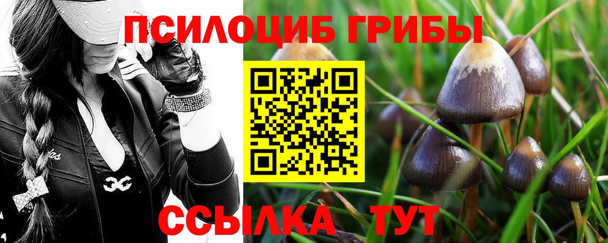 Псилоцибиновые грибы Magic Shrooms  Вход с VPN  где купить   Кингисепп 